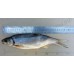 Рыбец крупный (от 0,35 до 1 кг)